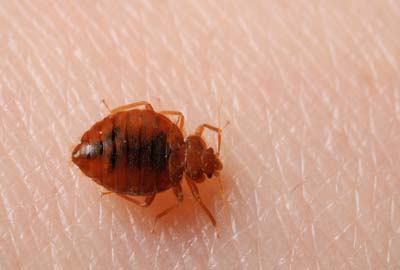 Bed Bugs pest control